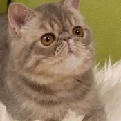 Photo d'Exotic shorthair