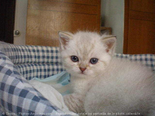 Photo de British shorthair