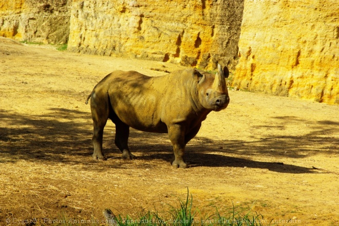 Photo de Rhinocros