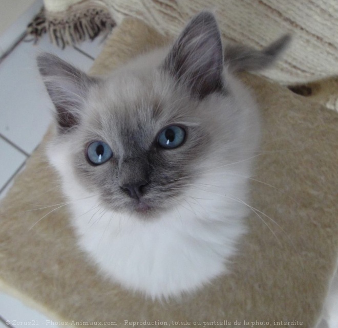 Photo de Ragdoll