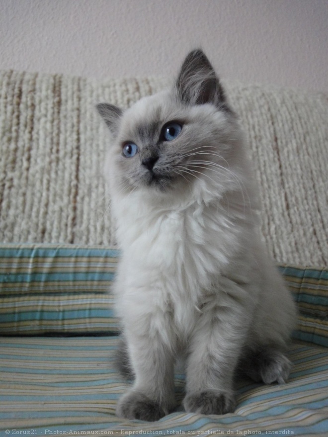 Photo de Ragdoll