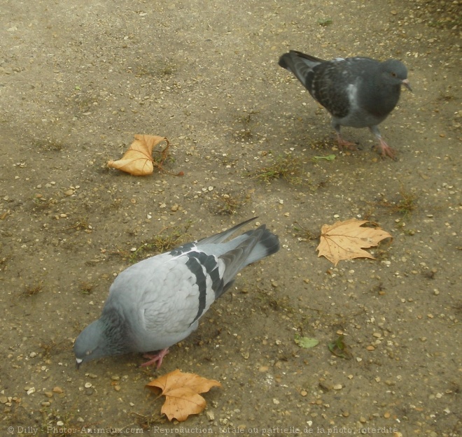 Photo de Pigeon