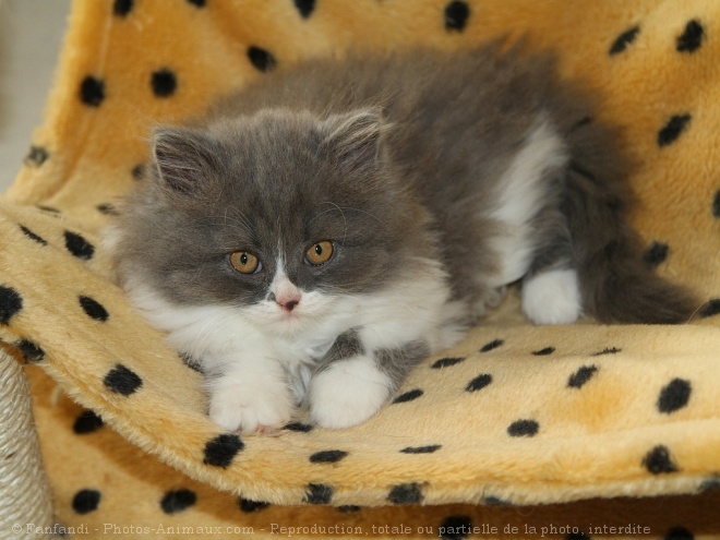 Photo de British longhair