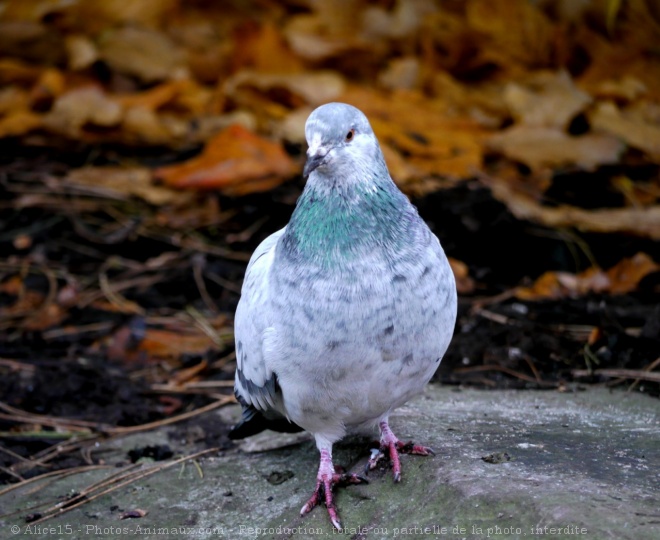 Photo de Pigeon