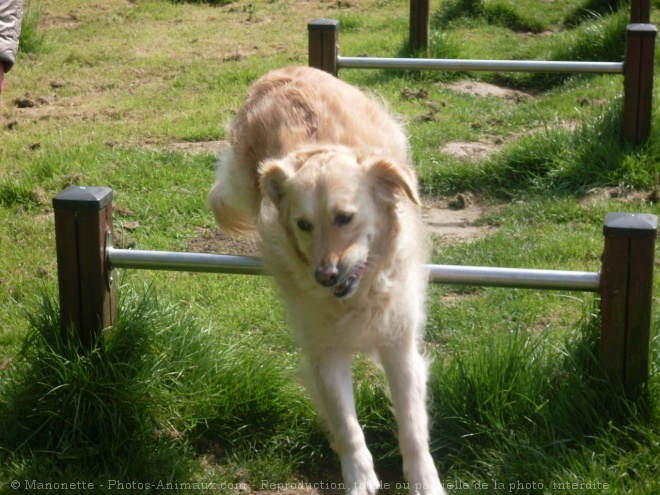 Photo de Golden retriever