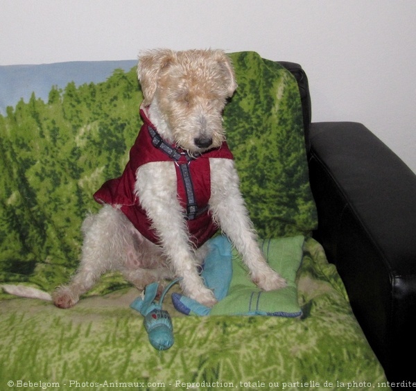 Photo de Fox terrier  poil dur