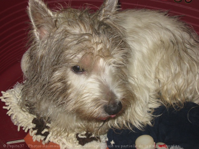 Photo de West highland white terrier