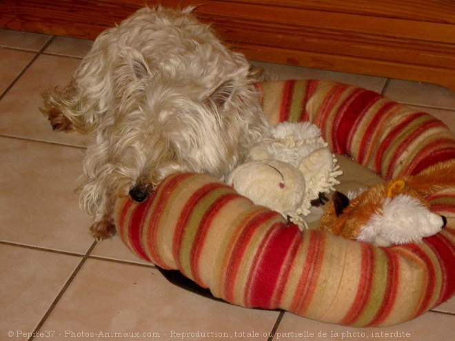 Photo de West highland white terrier