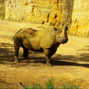 Photo de Rhinocros