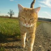 Photo de Chat domestique