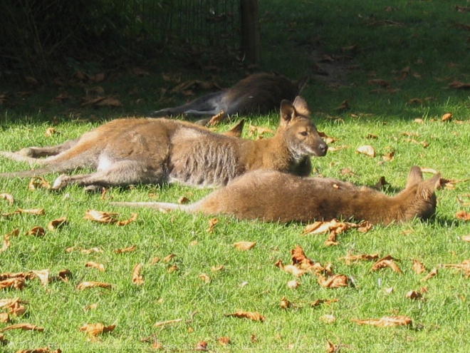 Photo de Wallaby