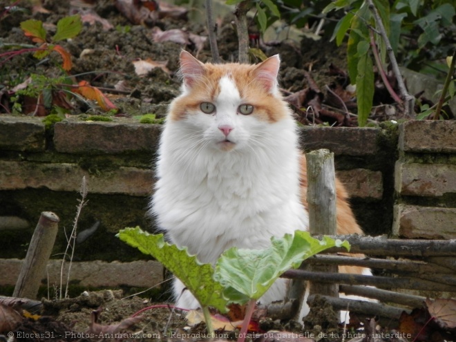 Photo de Chat domestique