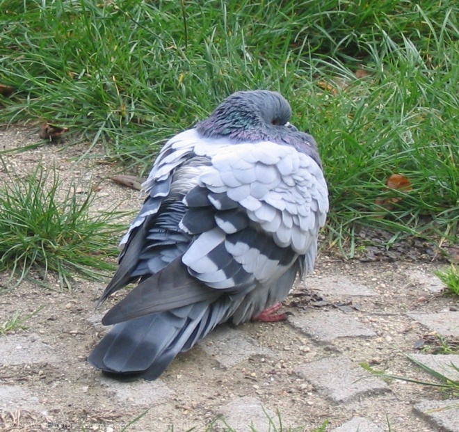 Photo de Pigeon