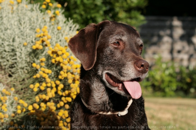 Photo de Labrador retriever