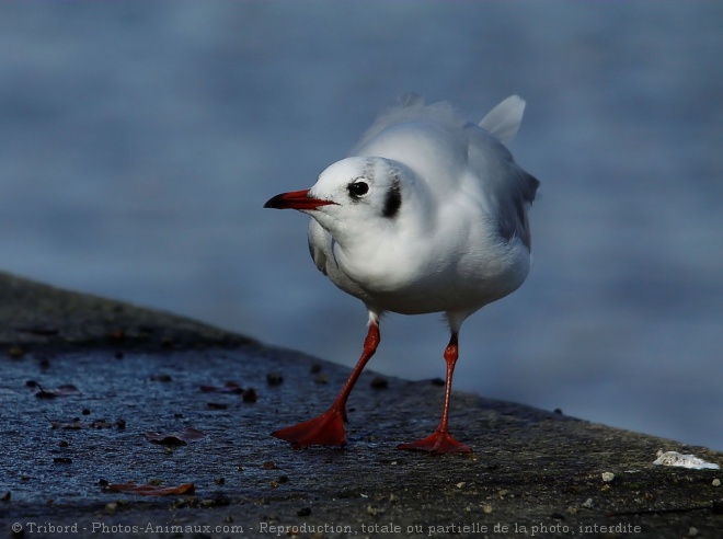 Photo de Mouette