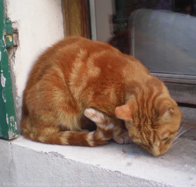 Photo de Chat domestique