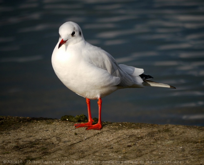 Photo de Mouette