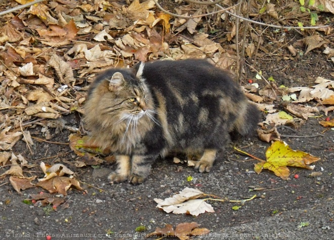 Photo de Chat domestique