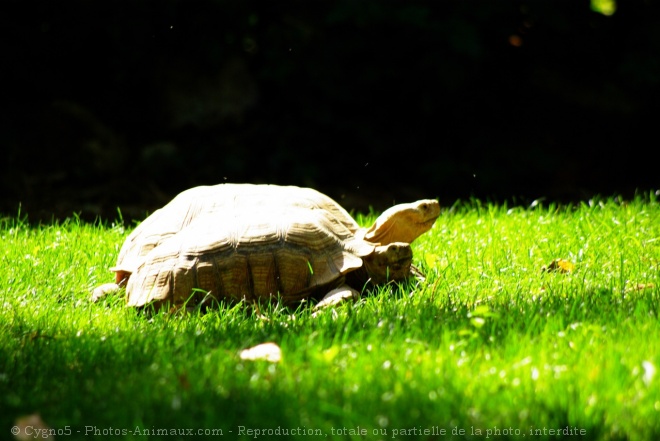 Photo de Tortue