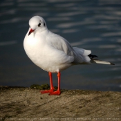 Photo de Mouette