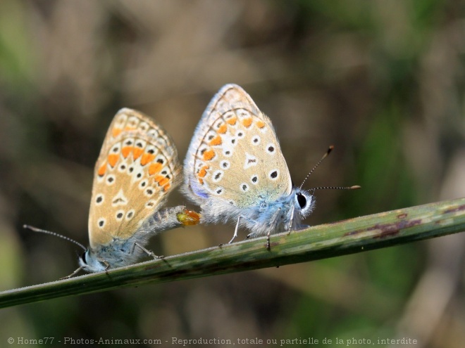 Photo de Papillon - l'azur du gent