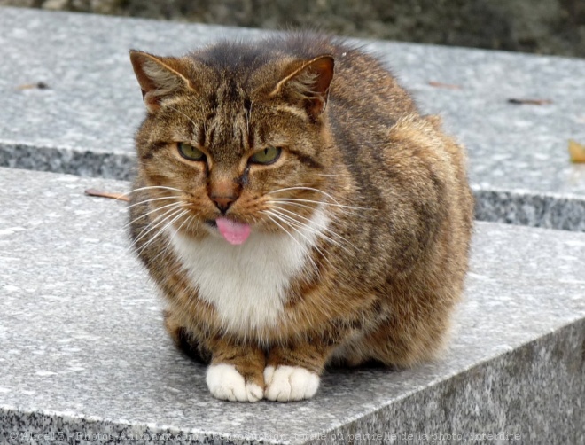 Photo de Chat domestique