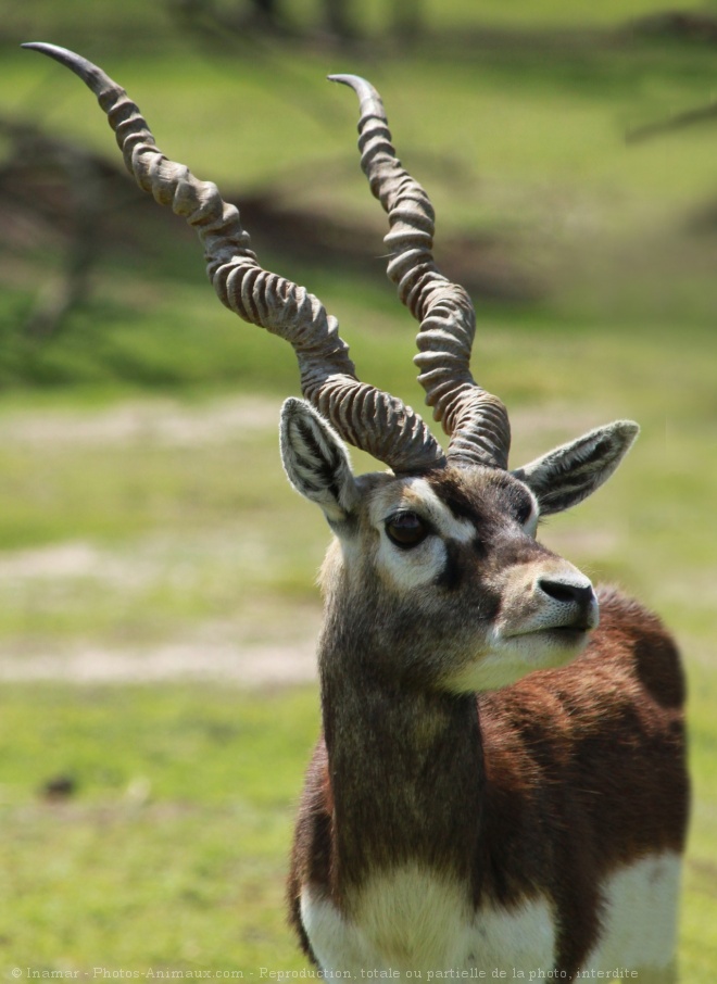 Photo d'Antilope