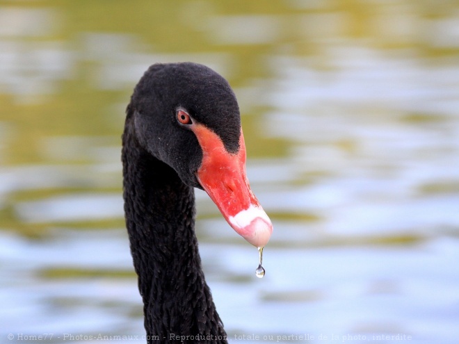 Photo de Cygne