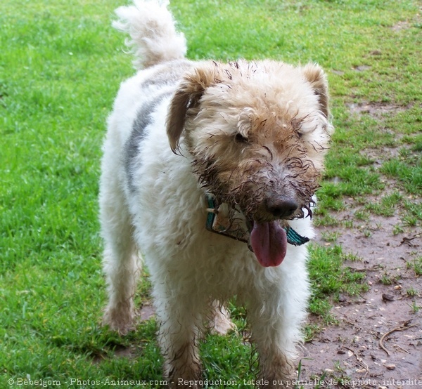 Photo de Fox terrier  poil dur