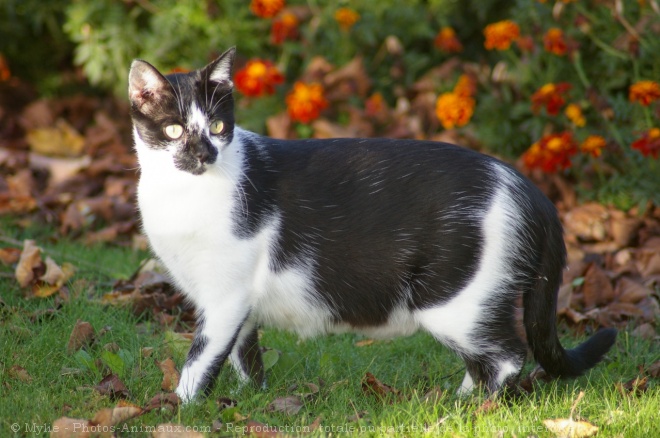 Photo de Chat domestique