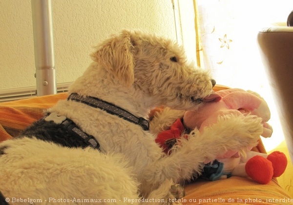 Photo de Fox terrier  poil dur