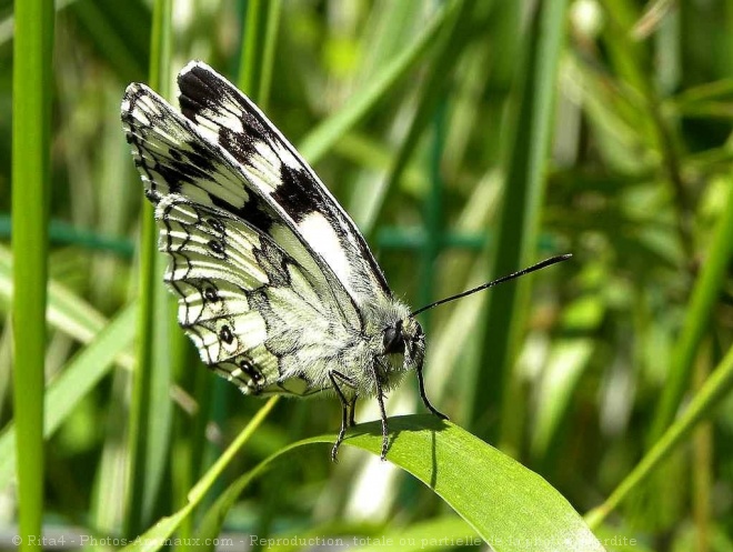 Photo de Papillon - demi deuil