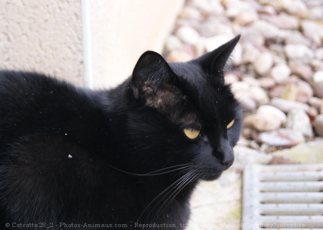 Photo de Chat domestique