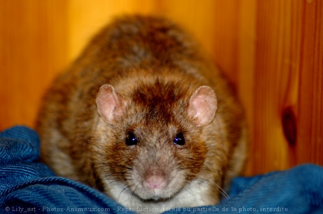 Photo de Rat