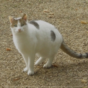 Photo de Chat domestique