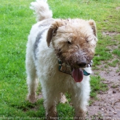 Photo de Fox terrier  poil dur