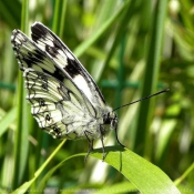 Photo de Papillon - demi deuil