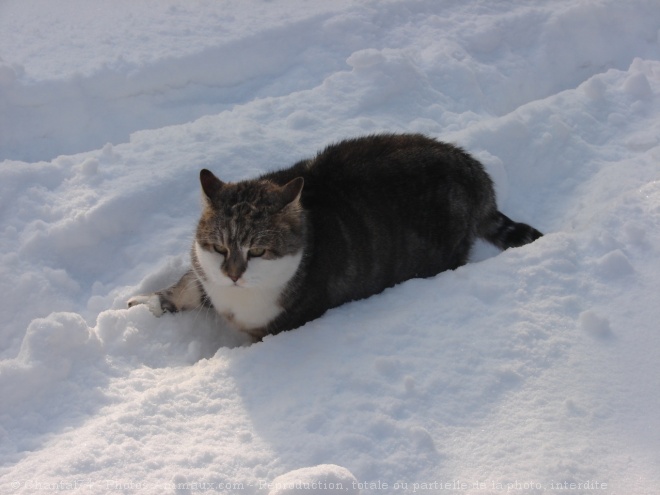 Photo de Chat domestique