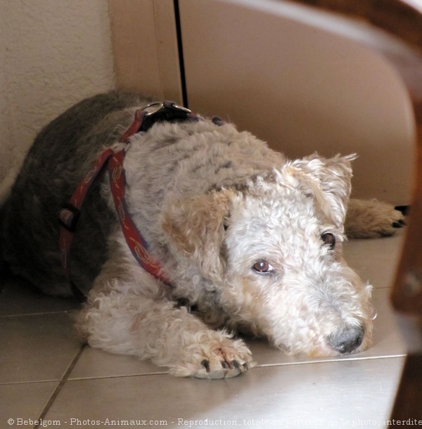 Photo de Fox terrier  poil dur