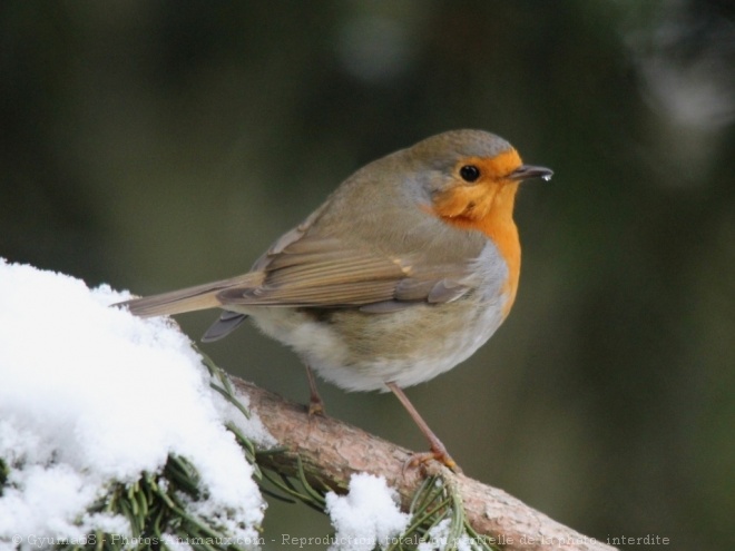 Photo de Rouge gorge