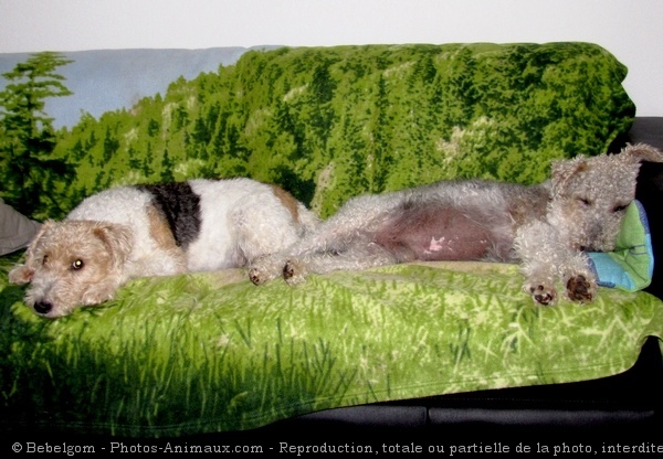 Photo de Fox terrier  poil dur