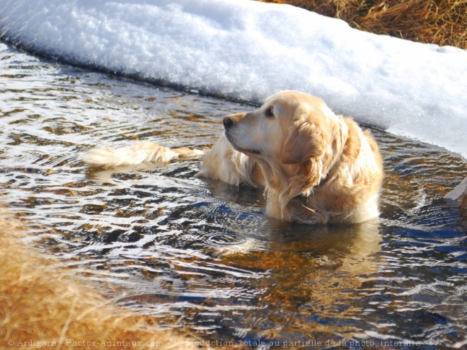 Photo de Golden retriever