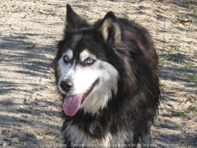 Photo de Husky siberien