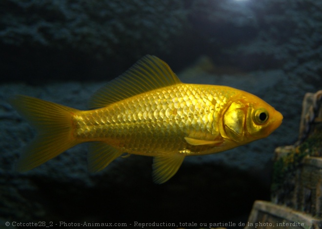 Photo de Poissons rouges