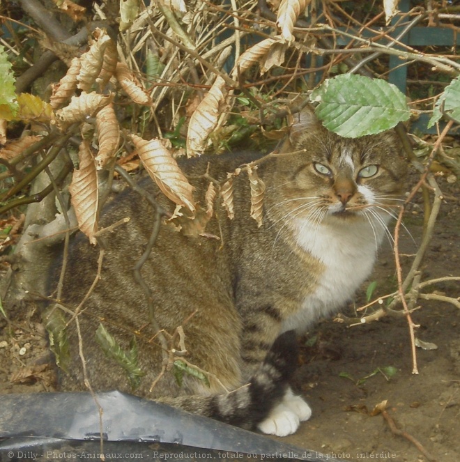 Photo de Chat domestique