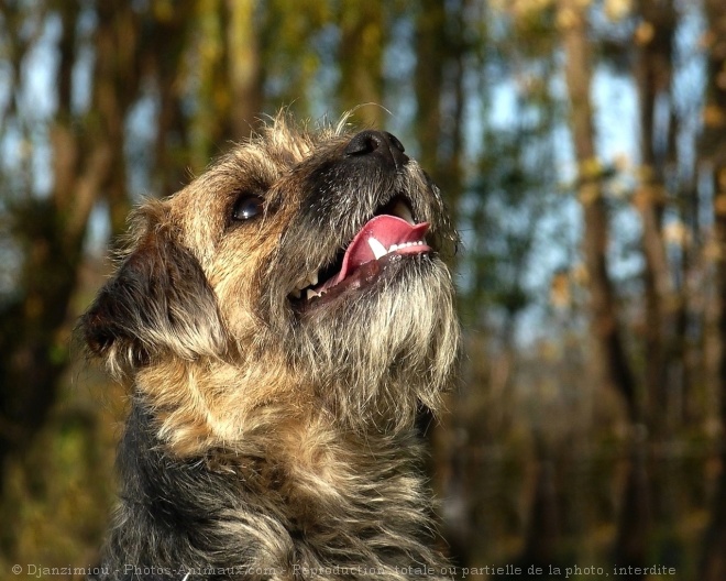 Photo de Border terrier