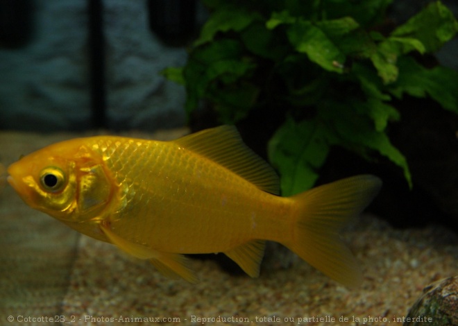 Photo de Poissons rouges