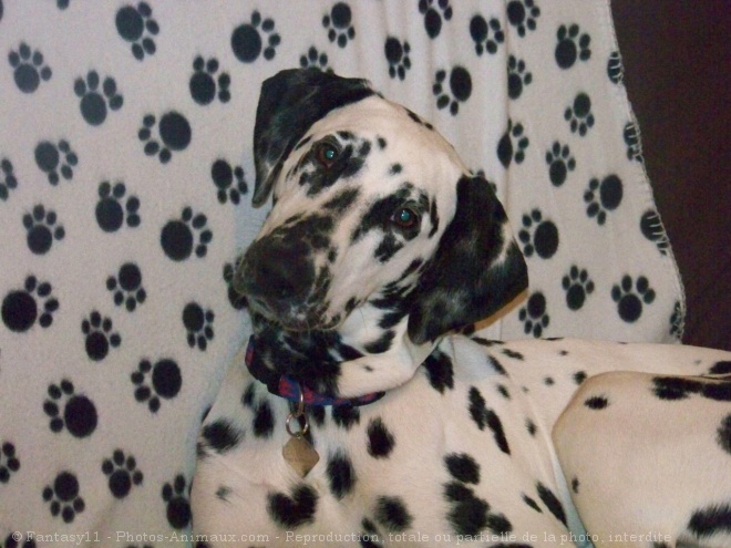 Photo de Dalmatien