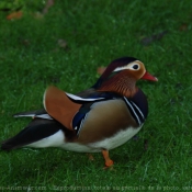 Photo de Canard mandarin