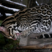 Photo d'Ocelot